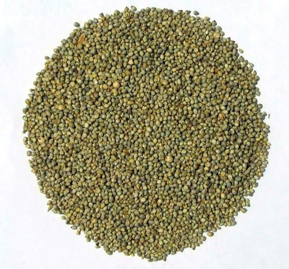 Country Pearl Millet | Naattu Kambu
